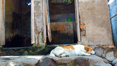View of a dog sleeping