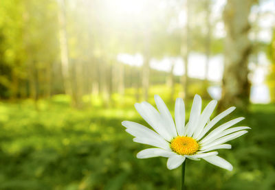 Close-up of yellow flower blooming outdoors