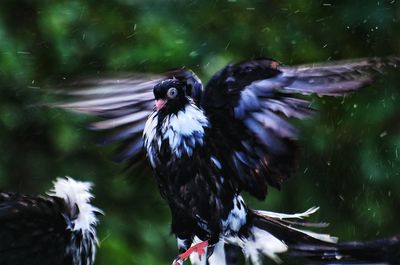 Close-up of bird