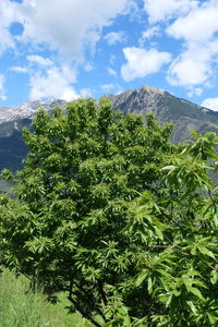 plant