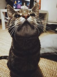 Close-up portrait of a cat at home