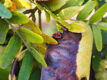 Close-up of butterfly on leaf