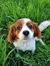 Portrait of puppy on grass field