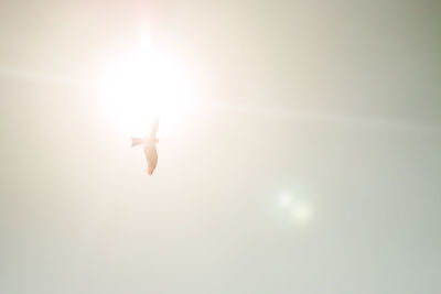 Low angle view of bird flying in sky