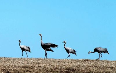 Birds in flight