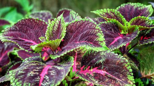 Close-up of pink flowering plant leaves