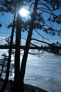 Sun shining through trees