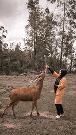 Full length side view of young woman feeding food to deer while standing on land