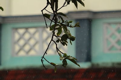 Close-up of wet glass window