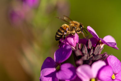 Close-up of bee pollinating on purple flower