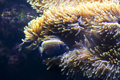 Close-up of coral in sea