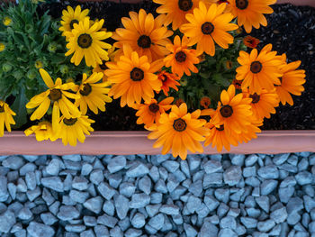 High angle view of yellow flowering plants