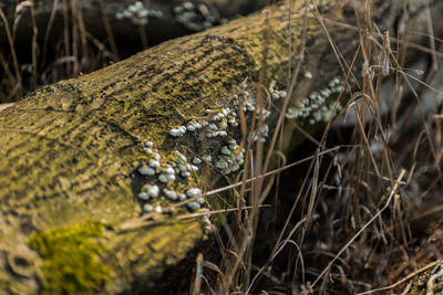 Close-up of lizard on land