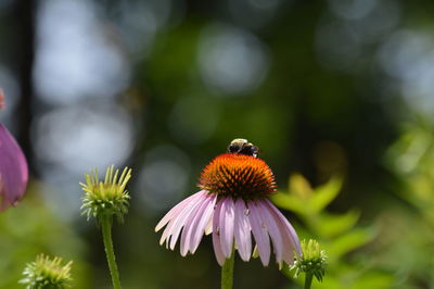 Close-up of bee pollinating on purple coneflower blooming outdoors