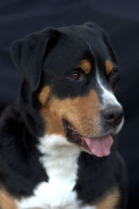 Close-up of greater swiss mountain dog