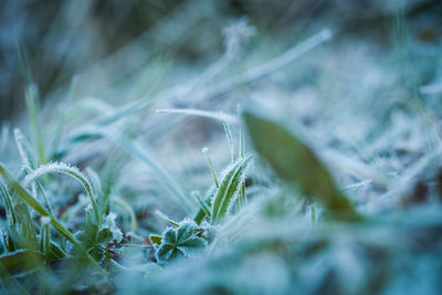 Close-up of grass on field during winter