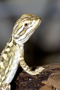 Close-up of lizard