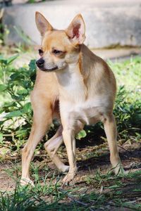 Portrait of dog on field