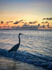 View of a bird on beach