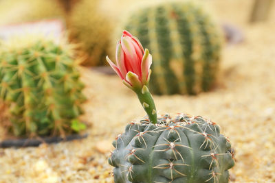 Close-up of succulent plant