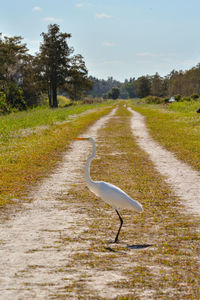 View of a bird on field