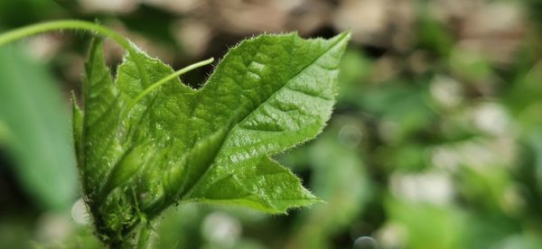 Close-up of green leaves