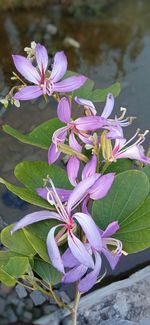 Close-up of pink flowering plant in water