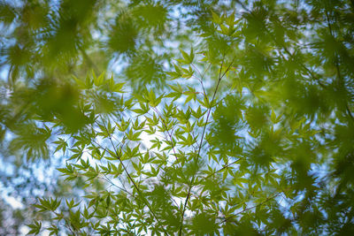 Low angle view of leaves on tree against sky