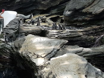 Rear view of people on rock formation