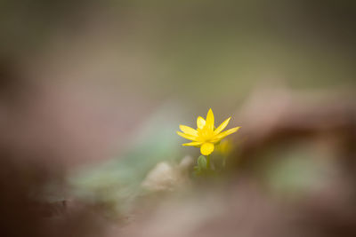 Close-up of yellow flowering plant