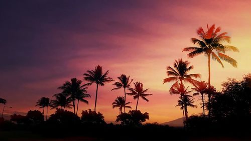 Silhouette palm trees at sunset