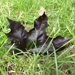 High angle view of cat lying on field