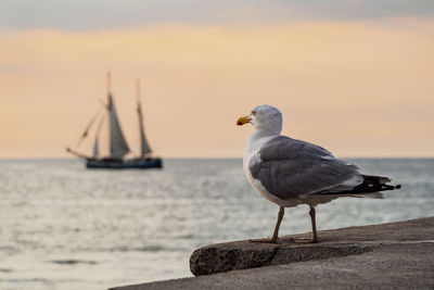 Seagull perching on retaining wall by sea against sky