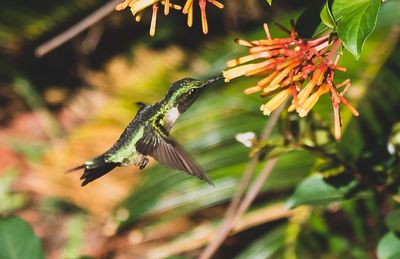 Close-up of hummingbird on flower