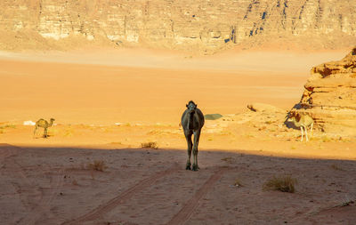 Camels in jordan wadi rum desert on red sand with baby and high mountains in the background