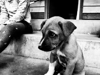 Portrait of dog sitting outdoors