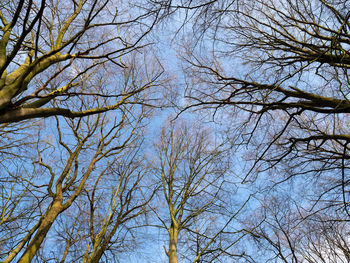 Low angle view of bare trees against sky