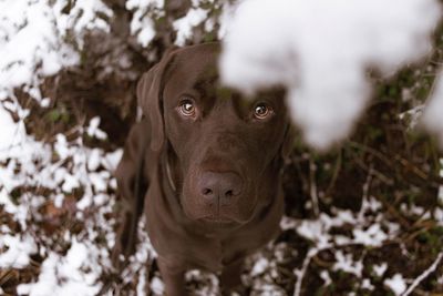 Close-up of dog