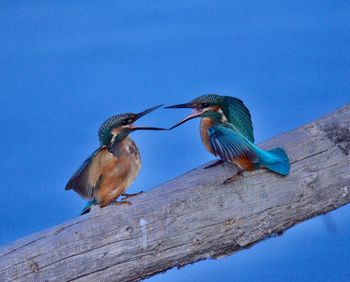 Birds perching on wood against blue sky