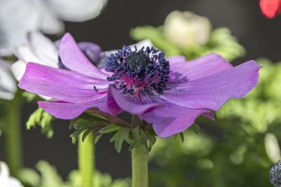 Close-up of pink flower