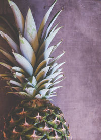 Close-up of cactus plant