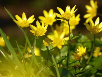 Close-up of yellow flowers blooming outdoors