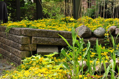 Close-up of yellow flowers blooming outdoors