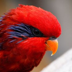 Close-up of parrot