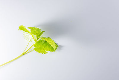 Close-up of plant against white background