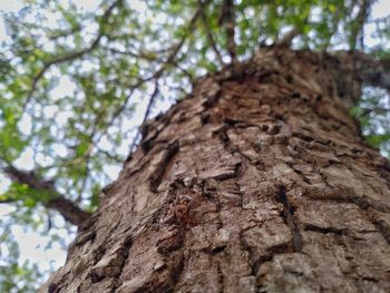 Low angle view of tree trunk