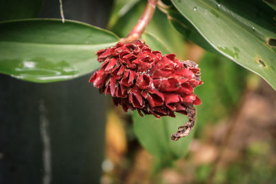 Close-up of red flower against blurred background