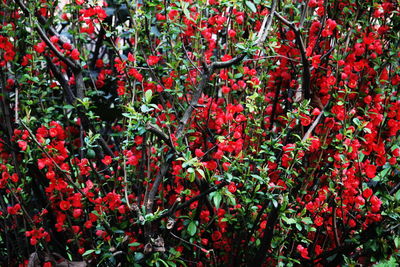 Full frame shot of red flower tree
