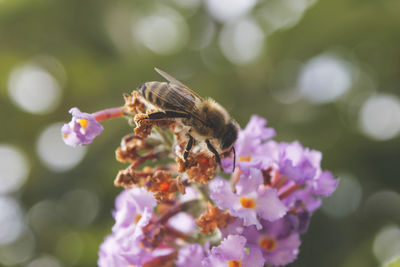 Close-up of bee pollinating on purple flower