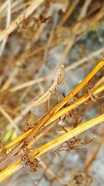 Close-up of insect perching on leaf